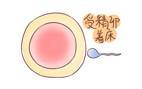 卵子着床白带会增多吗？怀孕后分秘物会增多！