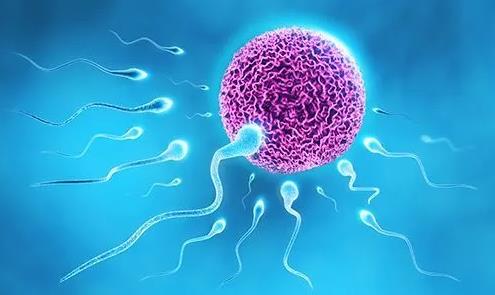 一般卵子和精子结合需要多久?卵子和精子结合后多久可以着床?